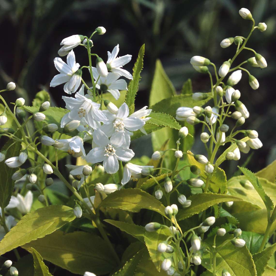 Close-up of white Chardonnay Pearls Deutzia buds and blooms